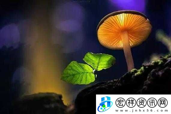 在野外用小雨傘拔蘿卜好嗎