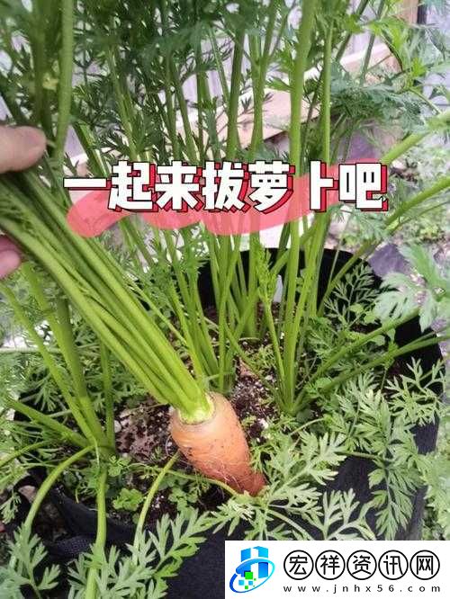 拔蘿卜又叫降黃9.1