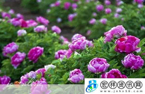 共道牡丹時(shí)相隨買(mǎi)花去