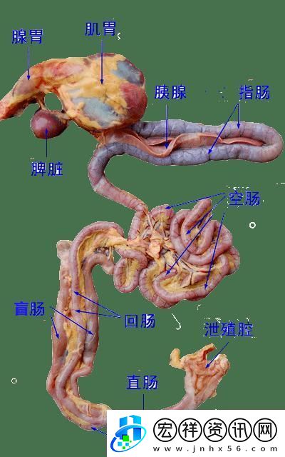 狂野雞場(chǎng)游新姿勢(shì)——笑談肉禽系統(tǒng)的詭異魅力