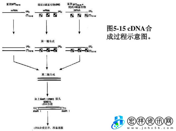 RNA